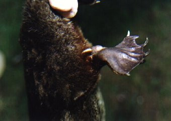 Platypu's Spur