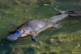 Platypus swiming near the both of a lake