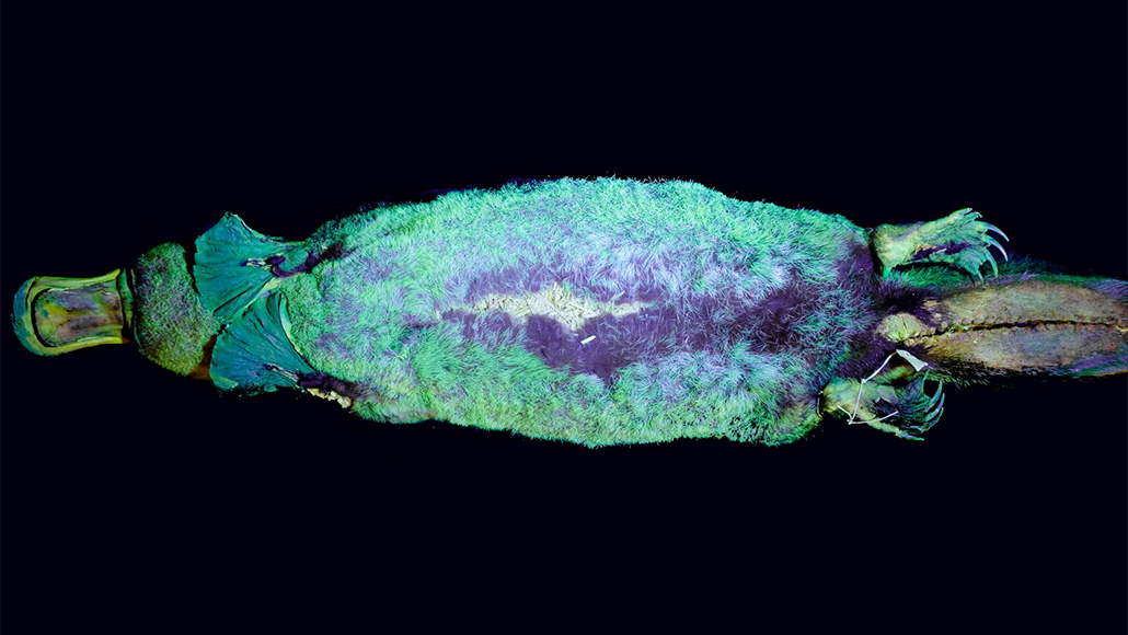 Platypus glowing light blue under uv light