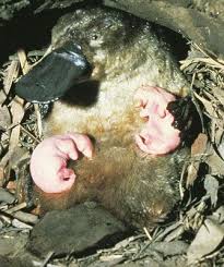 Platypus babies on top of adult platypus
